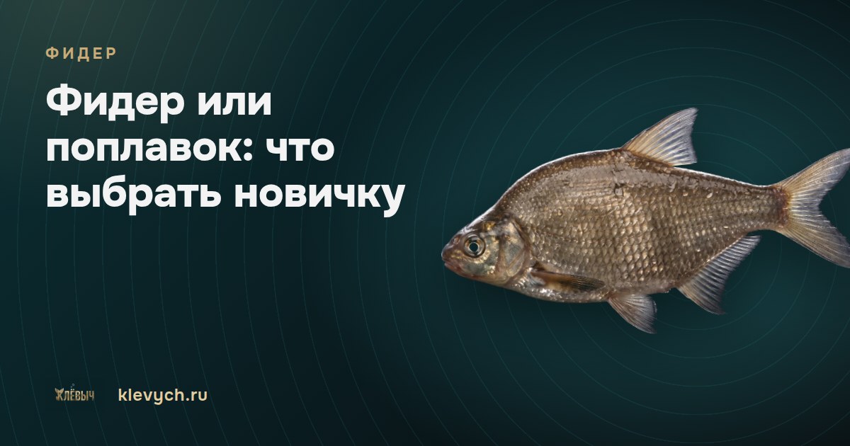 Фидер или поплавок: что выбрать новичку