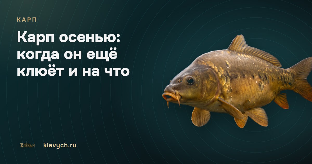 Карп осенью: когда он ещё клюёт и на что