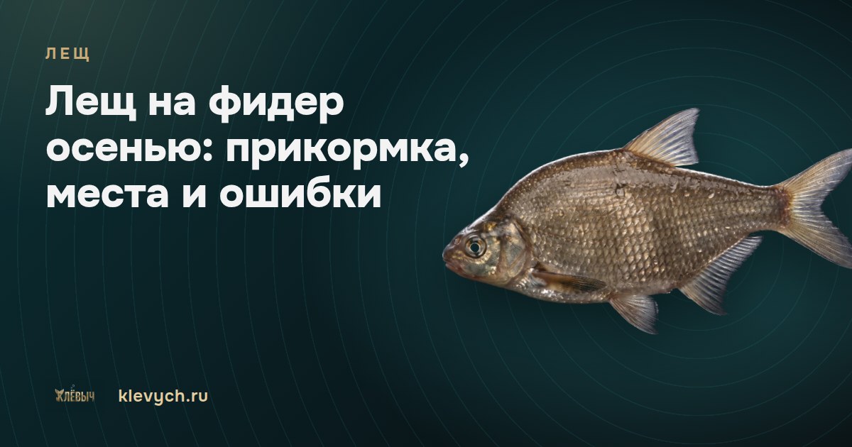 Лещ на фидер осенью: прикормка, места и ошибки