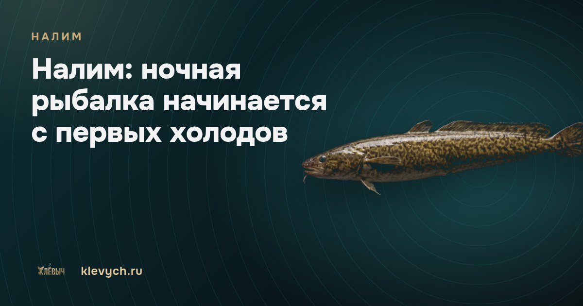 Налим: ночная рыбалка начинается с первых холодов