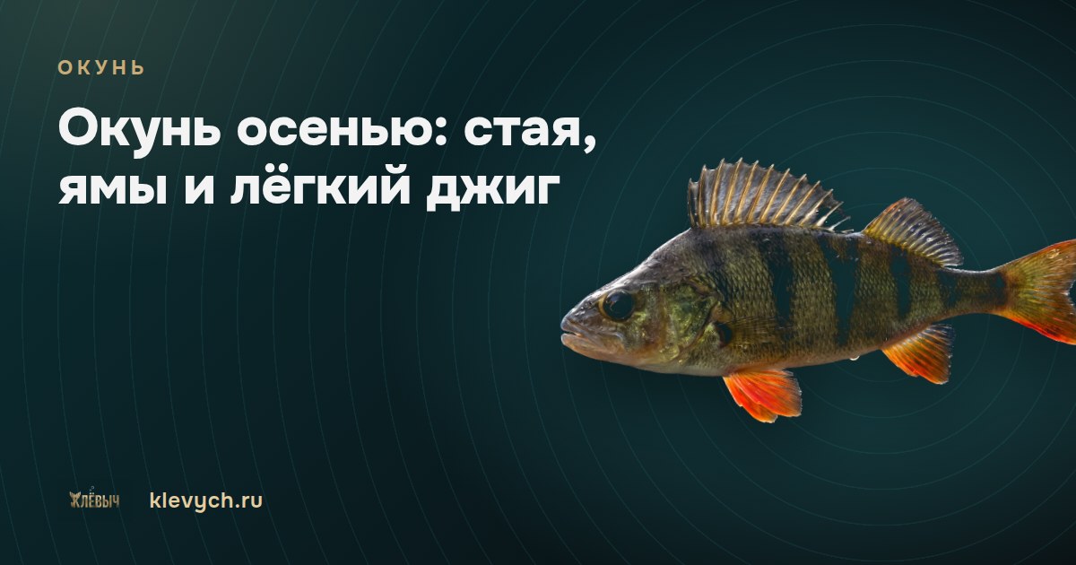 Окунь осенью: стая, ямы и лёгкий джиг