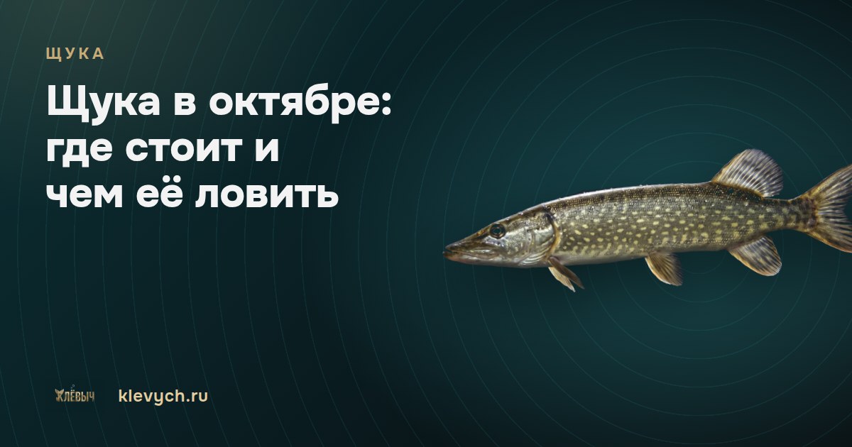 Щука в октябре: где стоит и чем её ловить