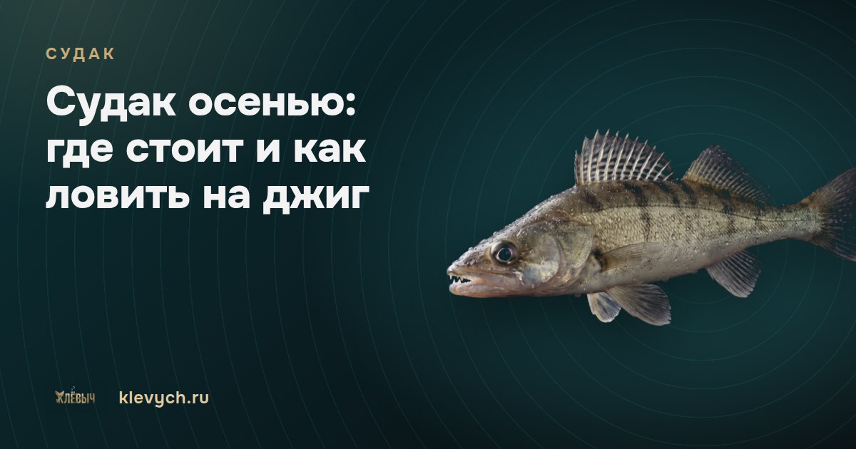 Судак осенью: где стоит и как ловить на джиг
